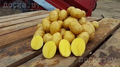 Домашний картофель Королева Анна, супер качество. Выращен Строго Без Химикатов. Без всяких б