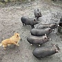 Продаются вьетнамские крупные поросята, в еде неприхотливы, чистоплотны, проколоты витаминами. В