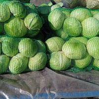 Капуста белокочанная. Продажа оптом. Шкловский район