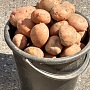 Продам домашний картофель. 35руб/сетка. Манифест, Янка, Скарб. Доставка ДО Подъезда Сорта: Ма