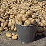 Продам излишки своего картофеля. Привезу и занесу куда нужно будет. Доставка по Минску от одной