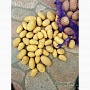 Картофель сорт "Королева Анна" поздний сорт отлично для хранения. Картофель средний не мелкий,
