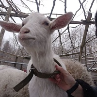 Продаю или в аренду на лето, две козочки первокотки смешанных пород, безрогие красавицы, 1, 5 -