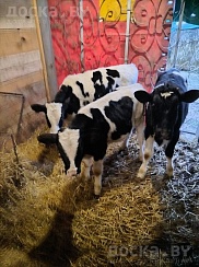 Продам телят возраст от 4 до 6 месяцев, вес от 150 до 200кг. Актуально до 24 декабря за 1000 бел