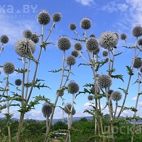Мордовник шароголовый - Медоносное и лекарственное растение. Продаю семена мордовника шароголово