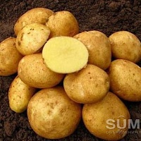 Картофель домашний