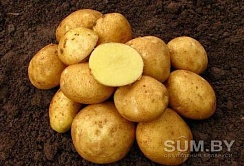 Картофель домашний