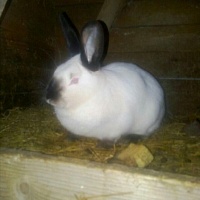 Продам кроликов панон калифорниец любой возраст