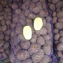 Картофель столовый. Гала, Волат, Манифест(калибр 5+) Без болезней, только опт до 10 тонн за отгр