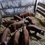 Поросятам 50 дней поставлена железо, проколоты витамины, хорошо кушают в наличии осталось всего