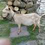 Коза дойная, даёт 4-5 литров, цена договорная, второй окот. Происхождение : мать альпийка с Мурс