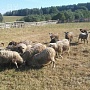 Бараны на мясо 6 руб за 1 кг живого веса. Вся информация по телефону