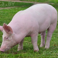 Свиньи домашние живым и убойным весом куплю. Звонить в любое время