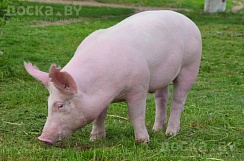 Свиньи домашние живым и убойным весом куплю. Звонить в любое время