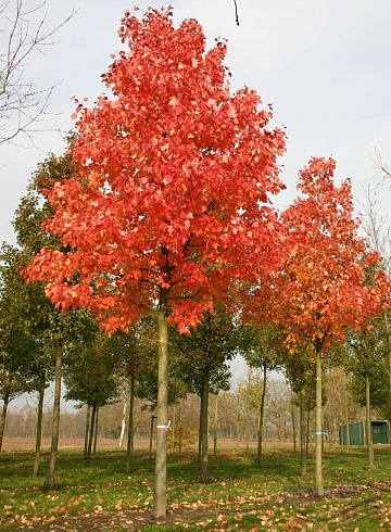 Клён