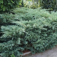Можжевельник виргинский Хетц 40-50 см