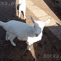 Продам козочку, рождение 26.01.22 , мама альпийка, папа зааненец, обезрожена, кушает все, прокол