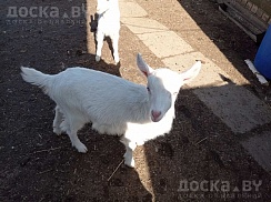 Продам козочку, рождение 26.01.22 , мама альпийка, папа зааненец, обезрожена, кушает все, прокол