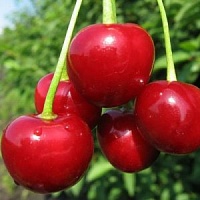 ВИШНЯ УРАЛЬСКАЯ РУБИНОВАЯ-COPY 