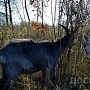 Продаётся козел тогенбурец: 8-месячный здоровый ухоженный козёл, высокая молочная наследственнос