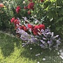 Лаванда очень известное и всеми любимое многолетнее, вечнозеленое растение, покоряющее своей изя