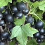 Продаём саженцы смородины разных сортов: чёрной, красной, розовой, белой для механизированного и