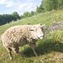 Овцы породы прикос для разведения баран и Две овцы цена 1.200 рублей. Цена за всех. Баран -