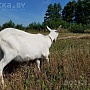 8-месячная коза зааненской породы. Высокие удои и очень вкусное молоко у матери. Цена козы 180 р
