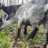 Козочка возраста пяти месяцев от козы, дающей на максимум пять с половиной литра вкуснейшего мол