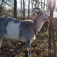 Продаю молодую козу тогенбургской породы возраста 10 месяцев. Цена за козочки 150 рублей. Высоки