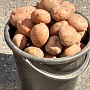 Продам домашний картофель. Вектор, Скарб. Доставка в Боровляны, Лесной, Лесковка. Вектор( кр