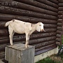 Продается англо-нубийская козочка 81%, от высоко удойной процентной козы 5+ и 100% англо-нубийск