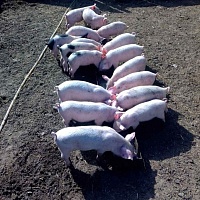 Продам поросят породы "Ландрас". 6 недель. Кушают сами с аппетитом, от свиноматки отняты. Прокол