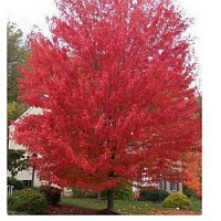 Клен красный "Red Sunset", 160-180 см