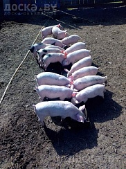 Продам поросят породы "Ландрас". 6 недель. Кушают сами с аппетитом, от свиноматки отняты. Прокол