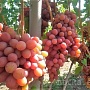 Продаём саженцы винограда разных сортов раннего и среднего сроков созревания, возраст 2 года. Зи