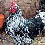 Петухи породистые молодые виандот золото кохенхин чёрный арпентон мраморный 25 р