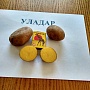 Уладар - сорт картофеля раннего срока созревания. Сорт столового назначения с хорошими и отлич