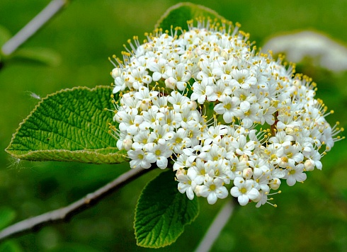 Калина 