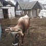 Бычек Джерсейской породы чистокровный 1 год, цена договорная, все остальное по телефону (Воложин
