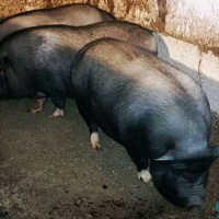 продам свиней