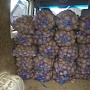 Продам домашний картофель. Вектор, Скарб. Доставка в Боровляны, Лесной, Лесковка. Вектор( кр