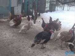Гуси от 5 месяцев. Пары гусей.