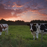 Закупаем коров, быков. Дорого. Осуществляем вынужденный дорез. Звоните не стесняйтесь.