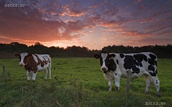Закупаем коров, быков. Дорого. Осуществляем вынужденный дорез. Звоните не стесняйтесь.