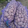Продам излишки картофеля продовольственного и сортовой семенной сорта (Гала, Королева Анна и Ула