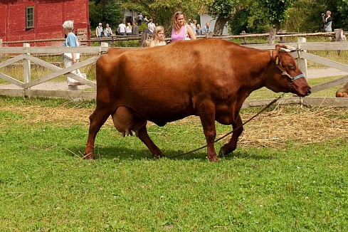 Корова