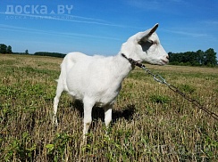 8-месячная коза зааненской породы. Высокие удои и очень вкусное молоко у матери. Цена козы 180 р