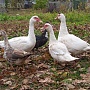 Продам уток живым весом. Ратомка