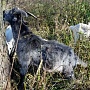 Продаётся козел тогенбурец: 8-месячный здоровый ухоженный козёл, высокая молочная наследственнос